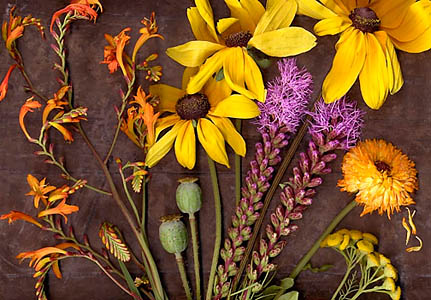 Summer Flowers